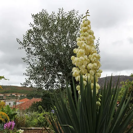 Quintinha D'arga *